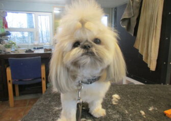 Hundesalon alt for hunden - Din hundesalon i Aalborg