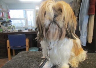 Hundesalon alt for hunden - Din hundesalon i Aalborg