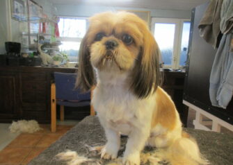Hundesalon alt for hunden - Din hundesalon i Aalborg