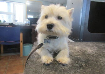 Hundesalon alt for hunden - Din hundesalon i Aalborg