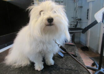 Hundesalon alt for hunden - Din hundesalon i Aalborg