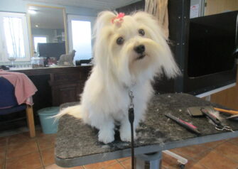 Hundesalon alt for hunden - Din hundesalon i Aalborg