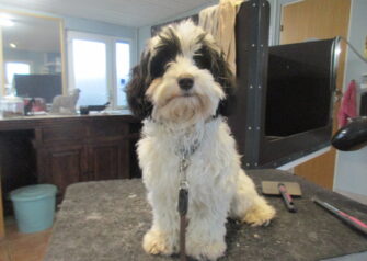 Hundesalon alt for hunden - Din hundesalon i Aalborg