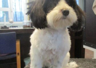 Hundesalon alt for hunden - Din hundesalon i Aalborg