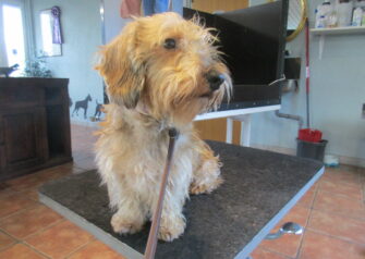 Hundesalon alt for hunden - Din hundesalon i Aalborg