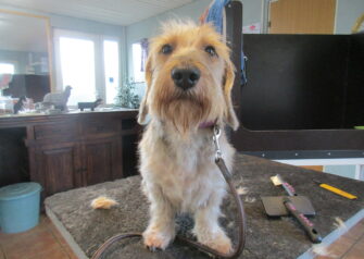 Hundesalon alt for hunden - Din hundesalon i Aalborg
