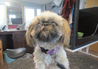 Hundesalon alt for hunden - Din hundesalon i Aalborg