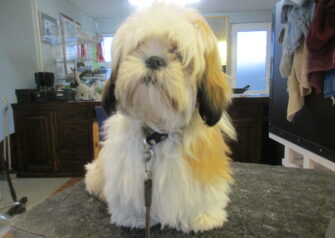 Hundesalon alt for hunden - Din hundesalon i Aalborg