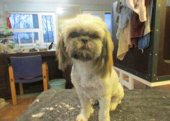 Hundesalon alt for hunden - Din hundesalon i Aalborg