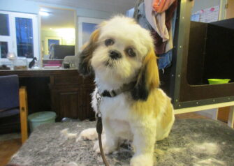 Hundesalon alt for hunden - Din hundesalon i Aalborg