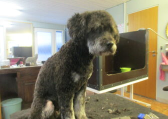 Hundesalon alt for hunden - Din hundesalon i Aalborg