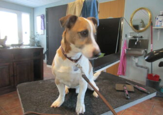 Hundesalon alt for hunden - Din hundesalon i Aalborg