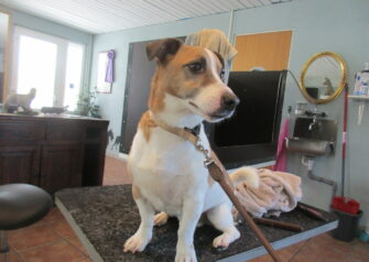 Hundesalon alt for hunden - Din hundesalon i Aalborg