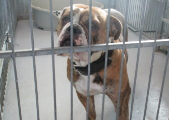 Hundesalon alt for hunden - Din hundesalon i Aalborg
