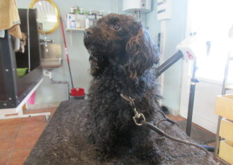 Hundesalon alt for hunden - Din hundesalon i Aalborg