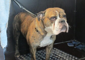 Hundesalon alt for hunden - Din hundesalon i Aalborg