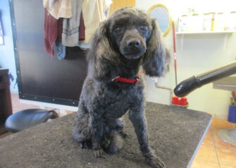 Hundesalon alt for hunden - Din hundesalon i Aalborg