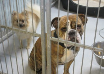 Hundesalon alt for hunden - Din hundesalon i Aalborg