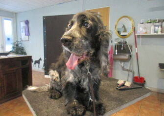 Hundesalon alt for hunden - Din hundesalon i Aalborg