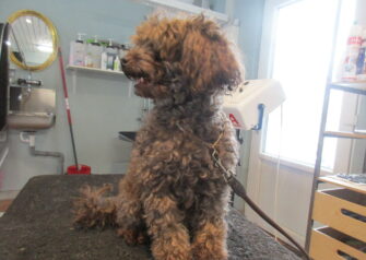Hundesalon alt for hunden - Din hundesalon i Aalborg