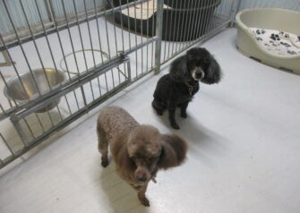 Hundesalon alt for hunden - Din hundesalon i Aalborg