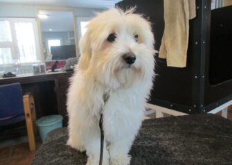Hundesalon alt for hunden - Din hundesalon i Aalborg