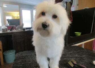 Hundesalon alt for hunden - Din hundesalon i Aalborg