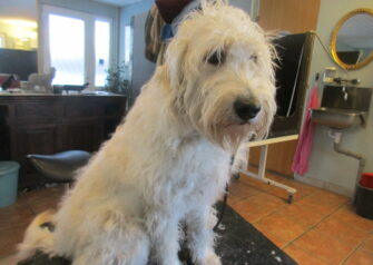 Hundesalon alt for hunden - Din hundesalon i Aalborg