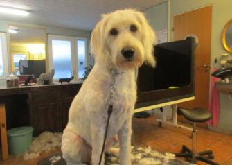 Hundesalon alt for hunden - Din hundesalon i Aalborg