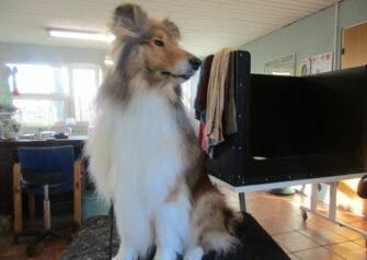 Hundesalon alt for hunden - Din hundesalon i Aalborg