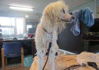 Hundesalon alt for hunden - Din hundesalon i Aalborg