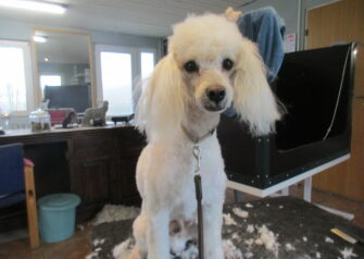Hundesalon alt for hunden - Din hundesalon i Aalborg