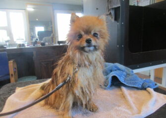 Hundesalon alt for hunden - Din hundesalon i Aalborg