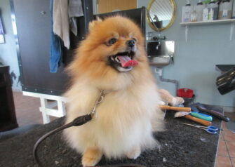 Hundesalon alt for hunden - Din hundesalon i Aalborg