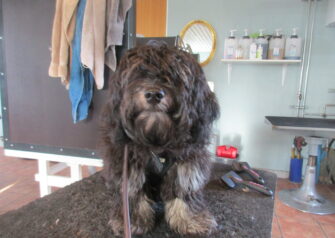 Hundesalon alt for hunden - Din hundesalon i Aalborg