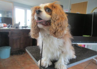 Hundesalon alt for hunden - Din hundesalon i Aalborg
