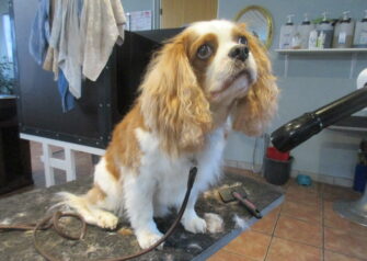 Hundesalon alt for hunden - Din hundesalon i Aalborg