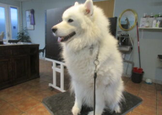 Hundesalon alt for hunden - Din hundesalon i Aalborg