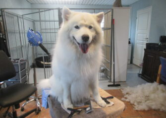 Hundesalon alt for hunden - Din hundesalon i Aalborg