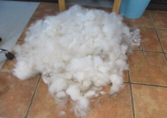 Hundesalon alt for hunden - Din hundesalon i Aalborg