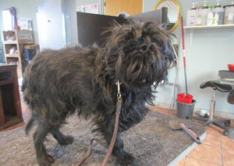 Hundesalon alt for hunden - Din hundesalon i Aalborg
