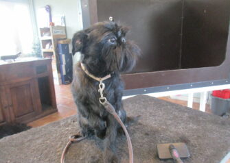 Hundesalon alt for hunden - Din hundesalon i Aalborg