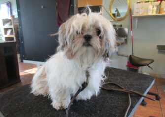 Hundesalon alt for hunden - Din hundesalon i Aalborg