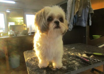 Hundesalon alt for hunden - Din hundesalon i Aalborg