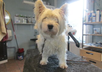 Hundesalon alt for hunden - Din hundesalon i Aalborg