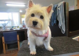 Hundesalon alt for hunden - Din hundesalon i Aalborg
