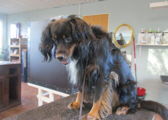Hundesalon alt for hunden - Din hundesalon i Aalborg