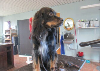 Hundesalon alt for hunden - Din hundesalon i Aalborg