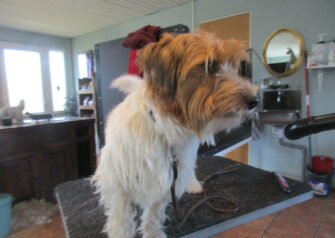 Hundesalon alt for hunden - Din hundesalon i Aalborg
