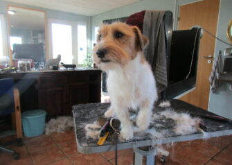 Hundesalon alt for hunden - Din hundesalon i Aalborg